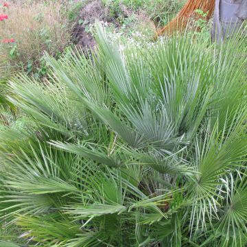 Chamaerops humilis Compacta - Dwarf Fan Palm