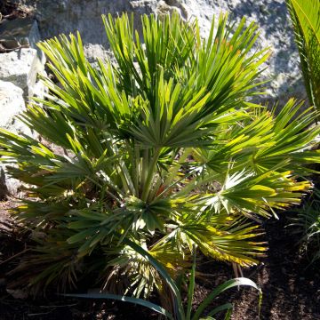 Chamaerops humilis Vulcano - Dwarf Fan Palm