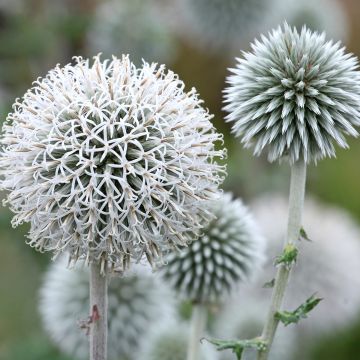 Echinops bannaticus Star Frost