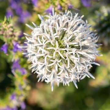 Chardon boule - Echinops spha. Arctic Glow