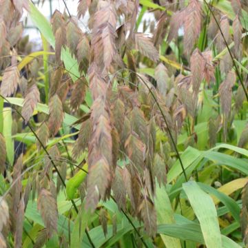 Chasmanthium latifolium