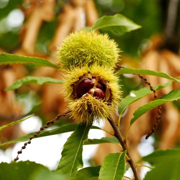 Chestnut Maraval - Castanea sativa
