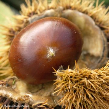 Chestnut Marigoule - Castanea sativa