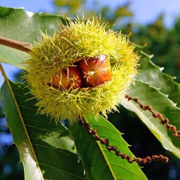 Chestnut Marlhac - Castanea sativa