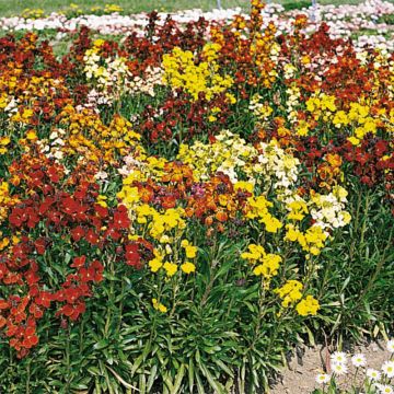 Erysimum Bedder Plug Plant Mix - Wallflower