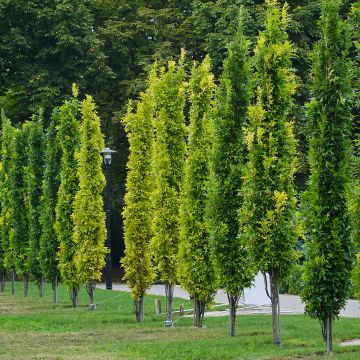 Quercus palustris Green Pillar - Pin Oak