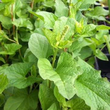 Organic Good-King-Henry - Chenopodium bonus-henricus