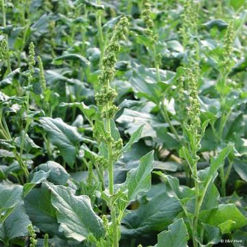 Good King Henry in plant - Chenopodium bonus-henricus