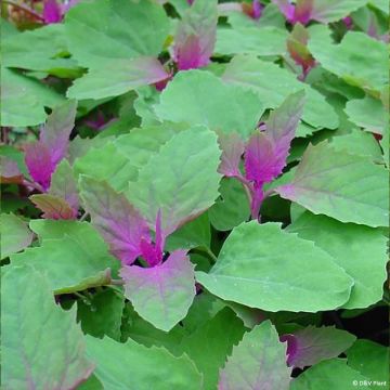 Tree Spinach - Chenopodium giganteum