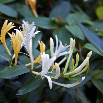 Lonicera japonica Dart's Acumen