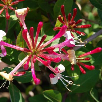 Lonicera japonica Red World - Japanese Honeysuckle