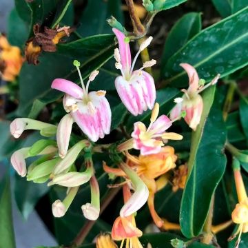 Lonicera henryi 'Marinella' ('Venloma')