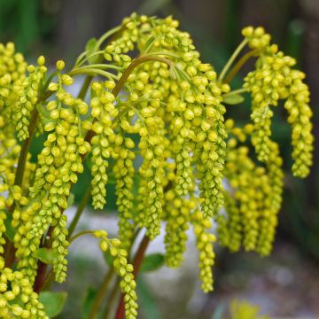 Chiastophyllum oppositifolium - Goutte d'Or