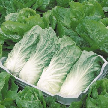 Organic Chicory Pain de Sucre - Cichorium intybus