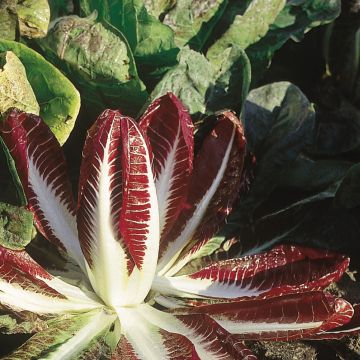 Organic Chicory Rossa Di Treviso 2 - Cichorium intybus