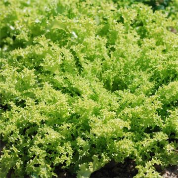 Chicorée frisée Grosse Pancalière AB - Ferme de Ste Marthe