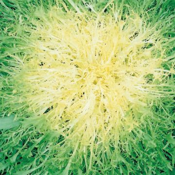 Cichorium endivia var. crispum Très Fine Maraîchère