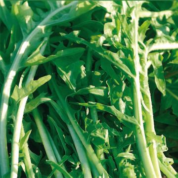 Chicory Monk's Beard - Cichorium intybus