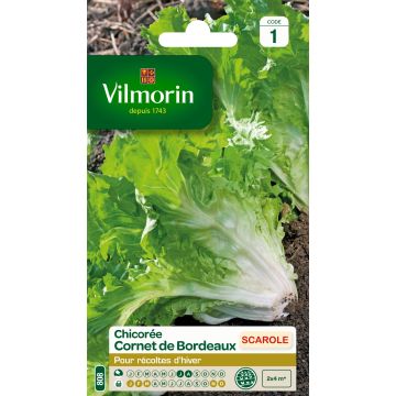 Escarole Cornet de Bordeaux - Vilmorin Seeds