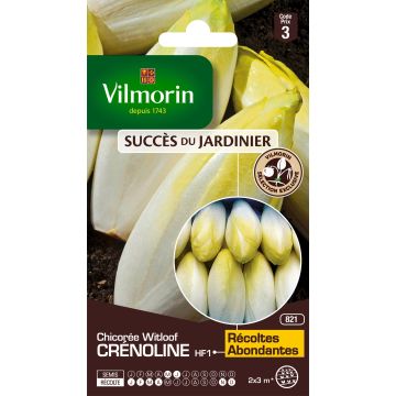 Chicorée Witloof (Endive) Crénoline HF1 (création Vilmorin)   - Vilmorin