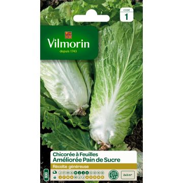 Sugarloaf Chicory Improved - Vilmorin seeds