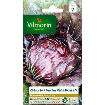 Chicory Palla Rossa - Vilmorin Seeds