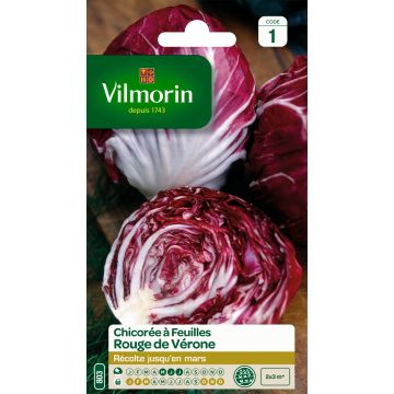 Chicory Red Verona - Vilmorin Seeds