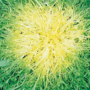 Curly Endive Endivette (Toujours blanche) - Cichorium endivia var. crispum