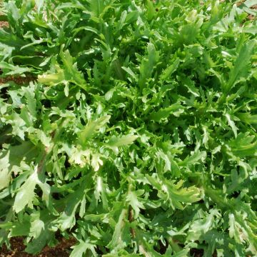 Curly Chicory Fine de Louviers - Cichorium endivia var. crispum