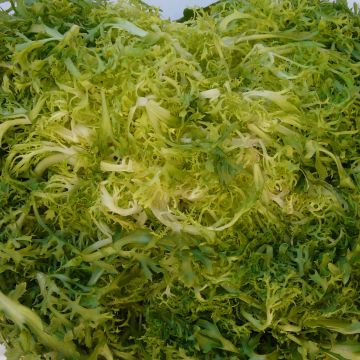 Curly Chicory Laury plants - Cichorium endivia crispum