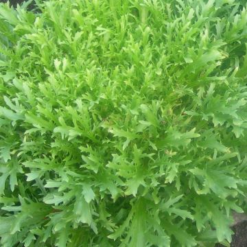 Curly Chicory Minerva plants - Cichorium endivia crispum