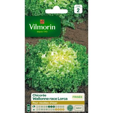 Cichorium endivia var. crispum Wallonne race Lorca