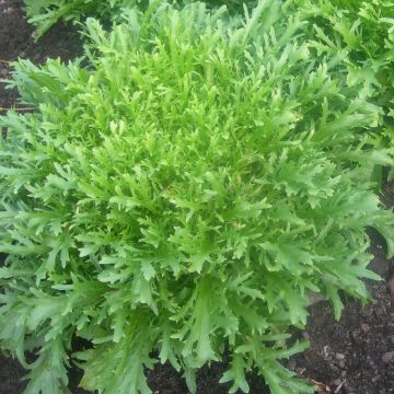 Cichorium endivia var. crispum d'Hiver de Provence