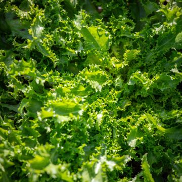 Curly endive Wallonne organic seeds - Cichorium endivia var. crispum