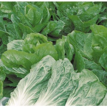 Chicory Jupiter plants - Cichorium intybus