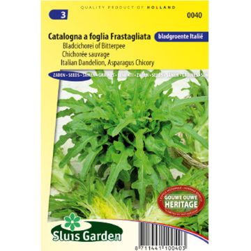 Chicory Catalogna a foglia Frastagliata - Cichorium intybus