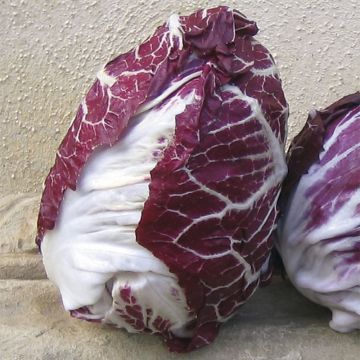 Chicory Rossa di Verona