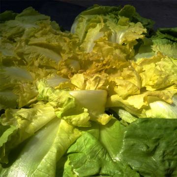 Escarole Blond Full Heart