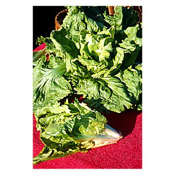 Escarole Cornet d'Anjou - Cichorium endivia var. latifolium