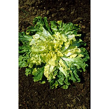 Escarole Géante Maraîchère - Cichorium endivia var. latifolium