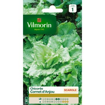 Escarole Cornet dAnjou - Vilmorin Seeds