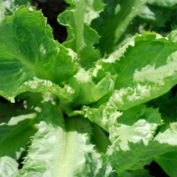 Escarole Cornet de Bordeaux - Cichorium endivia var. latifolium