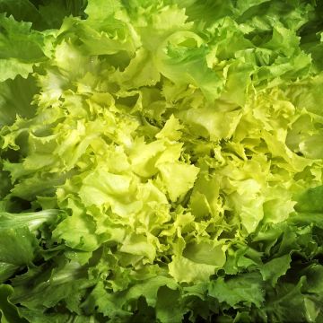 Escarole Géante Maraichère organic seeds