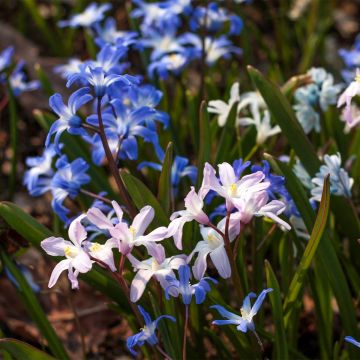 Chionodoxa forbesii Mix