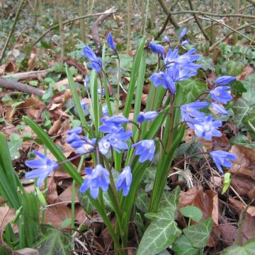 Chionodoxa forbesii