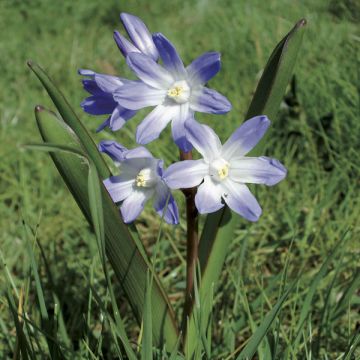 Chionodoxa luciliae