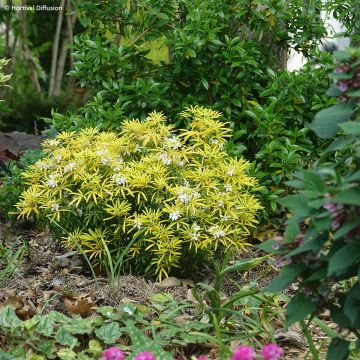 Choisya Little Bee - Mexican Orange Blossom