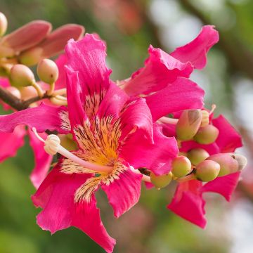 Ceiba speciosa