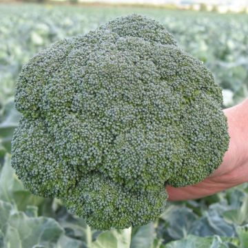 Broccoli Marcus F1 (untreated) - Brassica oleracea italica