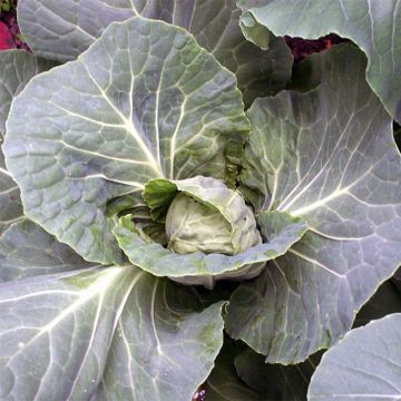 Broccoli Calabrese Green - Brassica oleracea italica